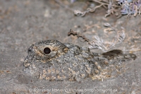 Lelek kotvičkový - Caprimulgus mahrattensis - Sykes´s Nightjar