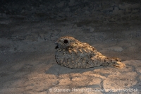 Lelek kotvičkový - Caprimulgus mahrattensis - Sykes´s Nightjar