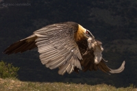 Bradáň žltohlavý - Gypaetus barbatus - Lammergeier 