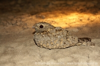 Lelek kotvičkový - Caprimulgus mahrattensis - Sykes´s Nightjar