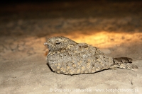 Lelek kotvičkový - Caprimulgus mahrattensis - Sykes´s Nightjar