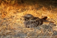 Lelek krpatý - Caprimulgus asiaticus - Indian Nightjar
