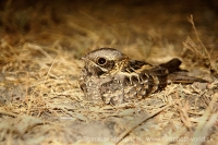 Lelek krpatý - Caprimulgus asiaticus - Indian Nightjar