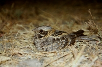 Lelek krpatý - Caprimulgus asiaticus - Indian Nightjar