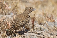Škovránok hrdzavý - Ammomanes phoenicura - Rufous-tailed Lark