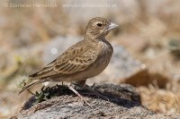 Škovránok hrdzavý - Ammomanes phoenicura - Rufous-tailed Lark