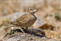 Škovránok hrdzavý - Ammomanes phoenicura - Rufous-tailed Lark