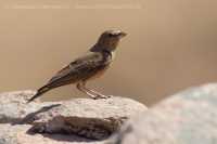 Škovránok hrdzavý - Ammomanes phoenicura - Rufous-tailed Lark