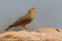 Škovránok hrdzavý - Ammomanes phoenicura - Rufous-tailed Lark