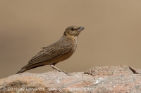 Škovránok hrdzavý - Ammomanes phoenicura - Rufous-tailed Lark