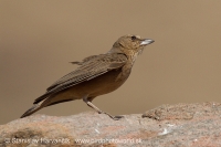 Škovránok hrdzavý - Ammomanes phoenicura - Rufous-tailed Lark
