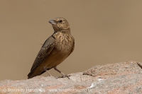 Škovránok hrdzavý - Ammomanes phoenicura - Rufous-tailed Lark