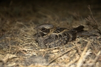 Lelek krpatý - Caprimulgus asiaticus - Indian Nightjar