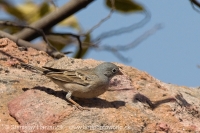 Strnádka skalná - Emberiza buchanani - Grey-necked Bunting