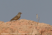 Strnádka skalná - Emberiza buchanani - Grey-necked Bunting