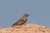 Strnádka skalná - Emberiza buchanani - Grey-necked Bunting