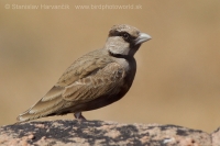 Škovránok škraboškový - Eremopterix griseus - Ashy-crowned Sparrow Lark