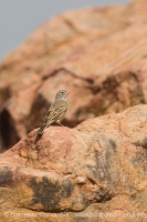 Strnádka skalná - Emberiza buchanani - Grey-necked Bunting