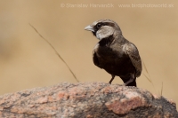 Škovránok škraboškový - Eremopterix griseus - Ashy-crowned Sparrow Lark