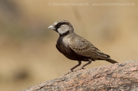 Škovránok škraboškový - Eremopterix griseus - Ashy-crowned Sparrow Lark