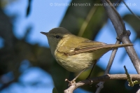 Kolibiarik sivozelený - Phylloscopus trochiloides - Greenish Warbler