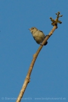Bobuliar hájový - Dicaeum erythrorhynchos - Pale-billed Flowerpecker