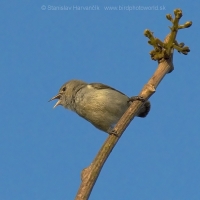 Bobuliar hájový - Dicaeum erythrorhynchos - Pale-billed Flowerpecker