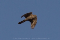 Jastrab krahulec - Accipiter nisus nisosi - Eurasian Sparrowhawk