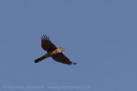 Jastrab krahulec - Accipiter nisus nisosi - Eurasian Sparrowhawk