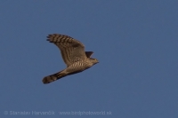 Jastrab krahulec - Accipiter nisus nisosi - Eurasian Sparrowhawk