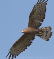 Včelár chochlatý - Pernis ptilorhynchus - Oriental Honey-buzzard