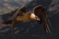 Bradáň žltohlavý - Gypaetus barbatus - Lammergeier 