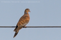 Hrdlička stepná - Streptopelia orientalis - Oriental Turtle Dove