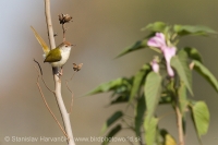 Krajčírik dlhochvostý - Orthotomus sutorius - Common Tailorbird