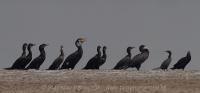 Kormorán veľký - Phalacrocorax carbo - Great Cormorant + Kormorán hnedolíci - Phalacrocorax fuscicollis - Indian Cormorant + Kormorán močiarny - Microcarbo niger - Little Cormorant