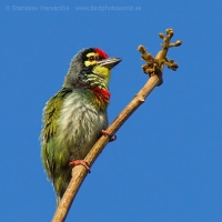 Barbet kotlárik - Megalaima haemacephala - Coppersmith 