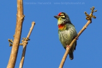 Barbet kotlárik - Megalaima haemacephala - Coppersmith 