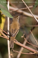 Trsteniarik roľný - Acrocephalus agricola - Paddyfield Warbler