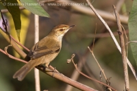 Trsteniarik roľný - Acrocephalus agricola - Paddyfield Warbler