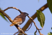 Mníška muškátová - Lonchura punctulata - Scaly-breasted Munia
