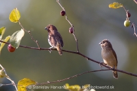 Mníška muškátová - Lonchura punctulata - Scaly-breasted Munia