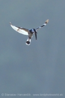 Rybárec strakatý - Ceryle rudis - Pied Kingfisher