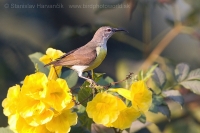 Nektárovka záhradná - Leptocoma zeylonica - Purple-rumped Sunbird