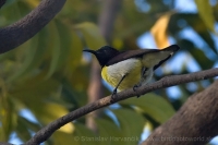 Nektárovka záhradná - Leptocoma zeylonica - Purple-rumped Sunbird
