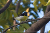Nektárovka záhradná - Leptocoma zeylonica - Purple-rumped Sunbird