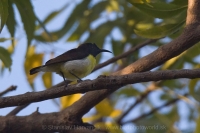 Nektárovka záhradná - Leptocoma zeylonica - Purple-rumped Sunbird