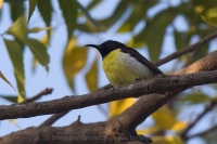 Nektárovka záhradná - Leptocoma zeylonica - Purple-rumped Sunbird
