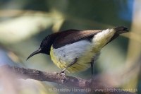 Nektárovka záhradná - Leptocoma zeylonica - Purple-rumped Sunbird