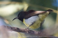 Nektárovka záhradná - Leptocoma zeylonica - Purple-rumped Sunbird