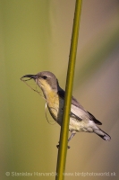 Nektárovka ligotavá - Cinnyris asiaticus - Purple Sunbird